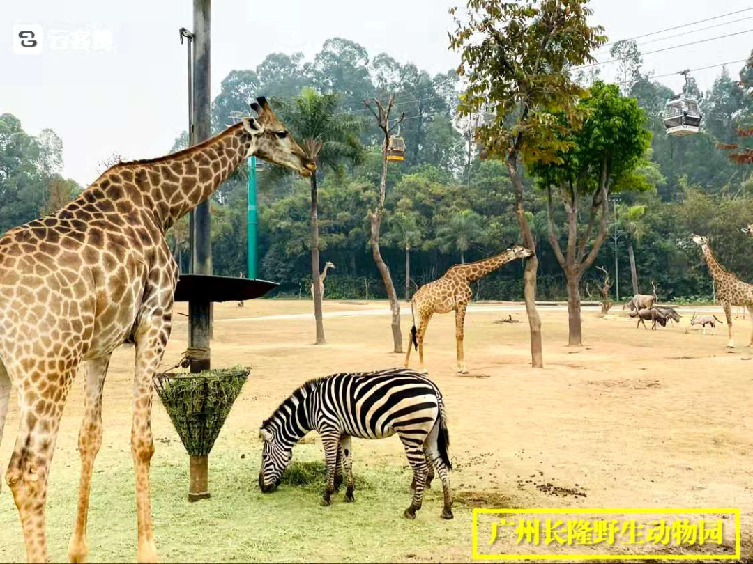 广州长隆水上乐园门票可以退吗_广州长隆水上乐园门票官网_广州长隆门票