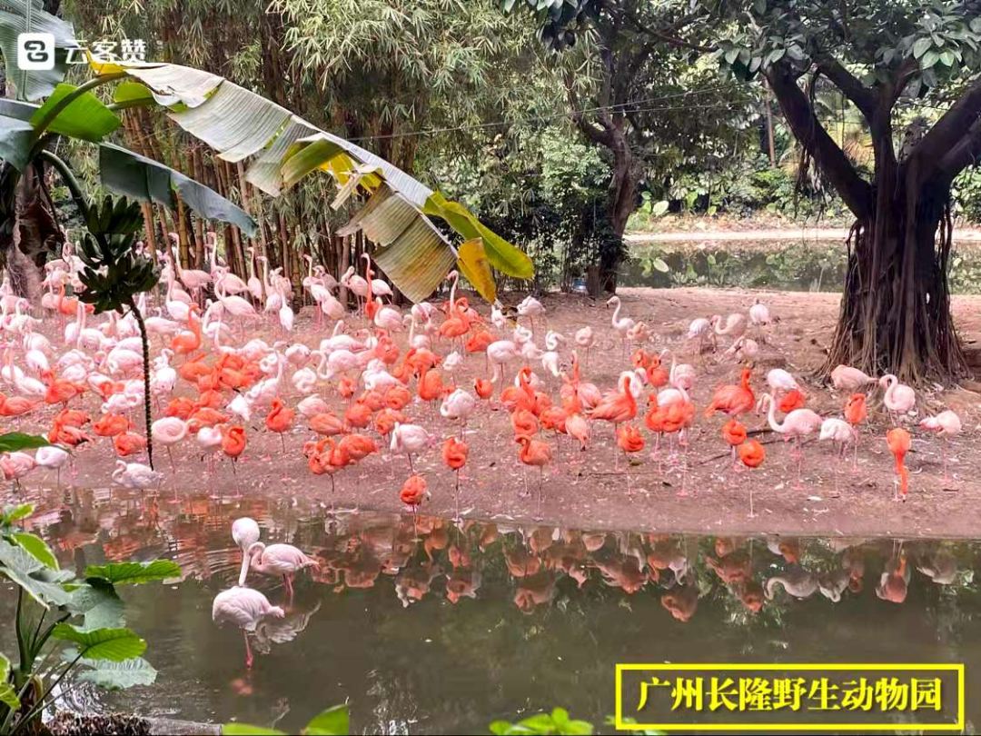 广州长隆水上乐园门票可以退吗_广州长隆门票_广州长隆水上乐园门票官网