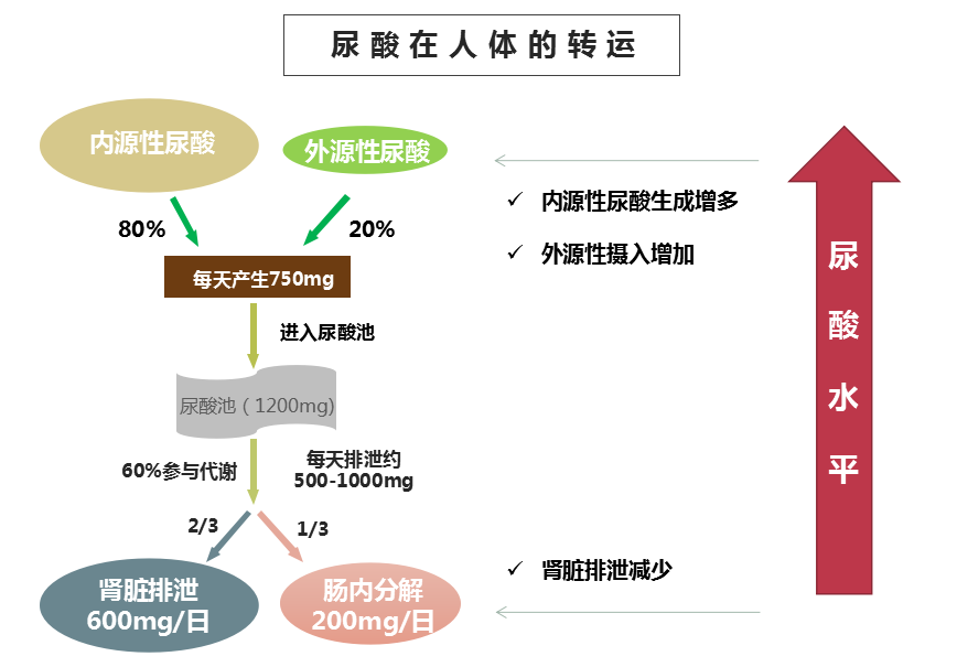 「尿酸是如何代谢转运的」我们先了解一个小知识在给出答案前这是