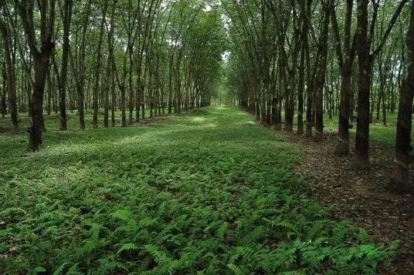 乳胶凉席到底凉不凉_乳胶凉席好吗?能凉快吗?_乳胶凉席凉快嘛