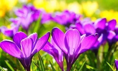 一天8根藏红花，色斑淡了，气血好！还能美容防病！