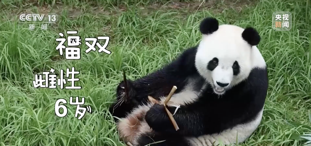 中国大熊猫平平福双飞抵美国亚特兰大 开启10年旅居生活