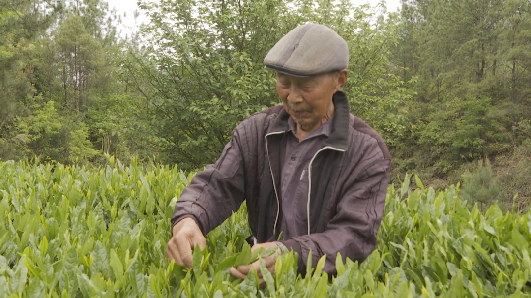 茶叶种植几年可以采摘_茶叶种植技术_茶叶种植