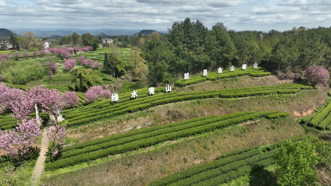 茶叶种植几年可以采摘_茶叶种植_茶叶种植技术