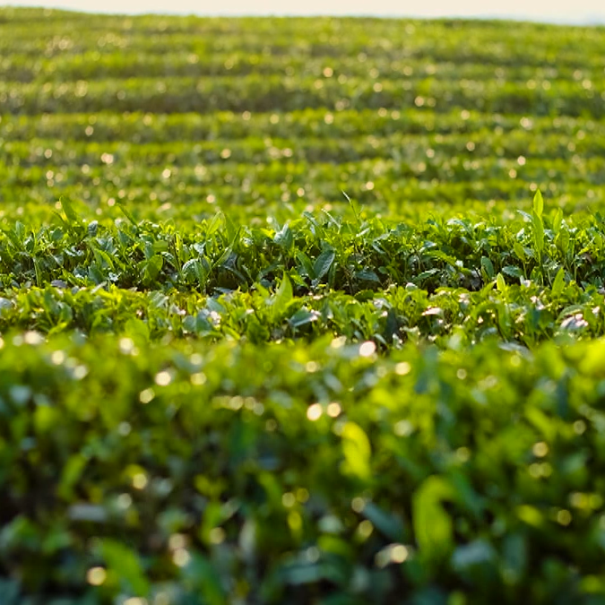 茶叶种植几年可以采摘_茶叶种植_茶叶种植技术