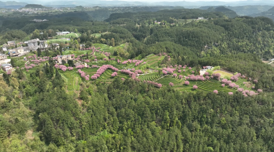 茶叶种植技术_茶叶种植几年可以采摘_茶叶种植