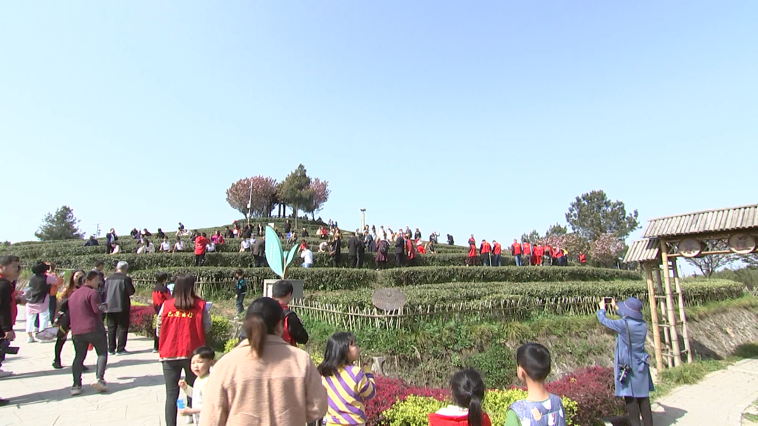 茶叶种植技术_茶叶种植几年可以采摘_茶叶种植