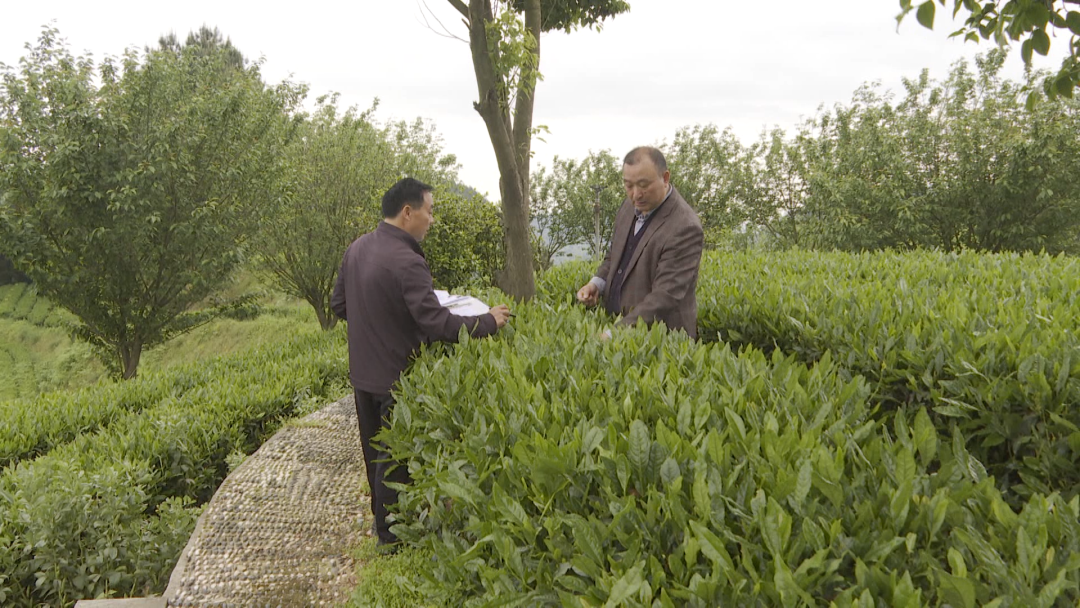 茶叶种植几年可以采摘_茶叶种植_茶叶种植技术