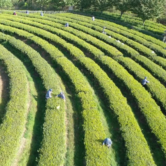 茶叶种植几年可以采摘_茶叶种植_茶叶种植技术