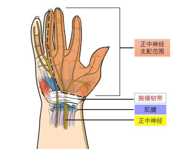 正中神經的妙用