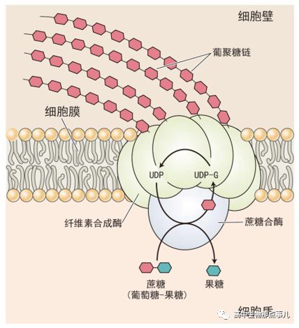 纤维素是在哪里合成的 四哥生物 微信公众号文章阅读 Wemp