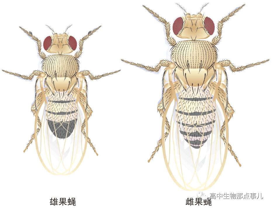 果蝇的性别是由什么决定的 四哥生物 微信公众号文章阅读 Wemp