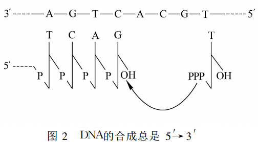 dna复制的方向为何总是5′→3′? - 王荣名师工作室 - 宁夏教育云