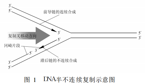 dna复制的方向为何总是5′→3′? - 王荣名师工作室 - 宁夏教育云