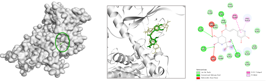 药物发现必备技能，手把手教你做分子对接-Hypeptide