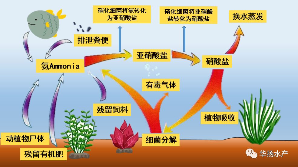 提到亚盐,我们不得不说到水中的氮循环,如下图.水中亚盐的产生