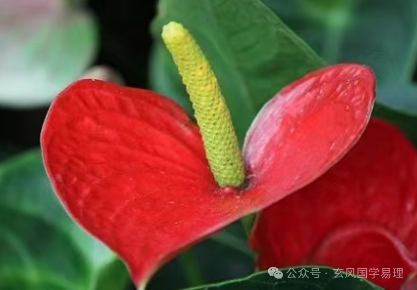 红掌寓意及花语_红掌的风水寓意_红掌风水摆放禁忌