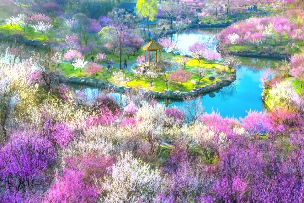 春日赏花何处去？快来打卡这22处赏花地