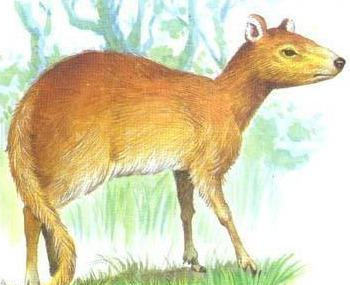 生物世界指什么动物_生物重现世间_生物的世界