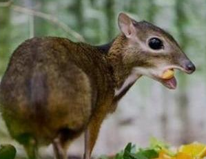 生物的世界_生物重现世间_生物世界指什么动物