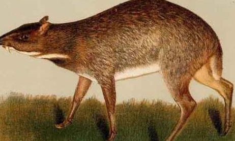 生物世界指什么动物_生物的世界_生物重现世间