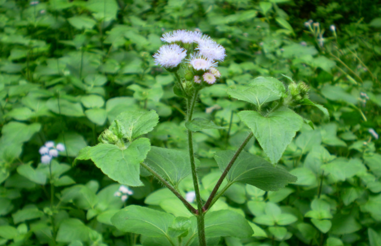 中药臭草的图片形态及其功效与作用！
