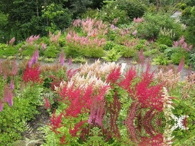 中药红升麻根的功效与作用及其红升麻根的图片！