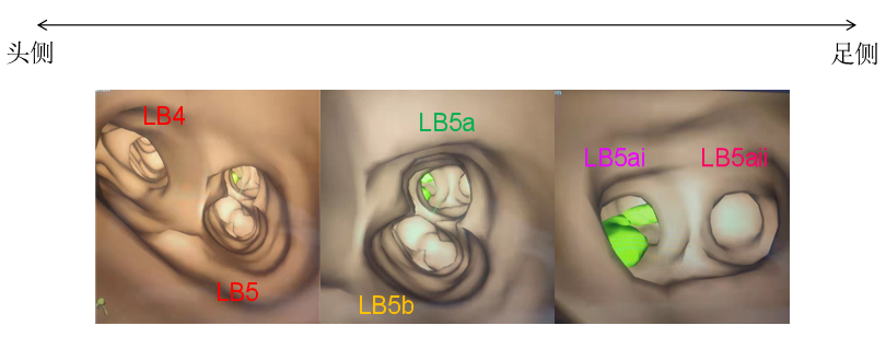 图片镜像翻转在线_镜像翻转软件_图片镜像翻转在线
