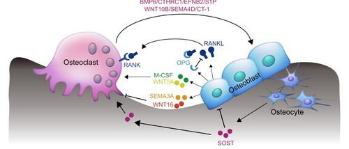 1pth钙磷代谢调节指标甲状旁腺素(parathyroid hormone,pth)是由甲状
