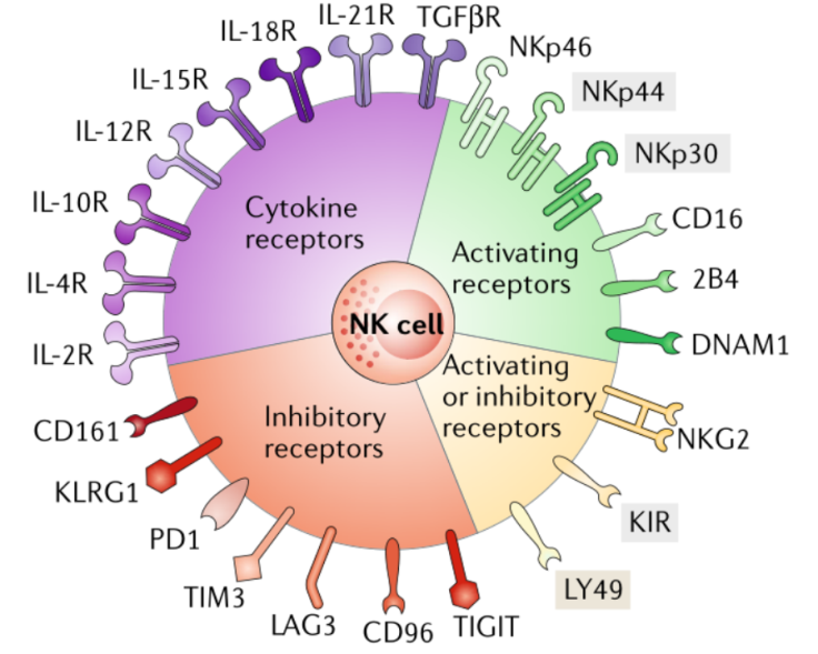 nk细胞治疗当nk细胞遇到病毒和肿瘤这个杀手有点冷