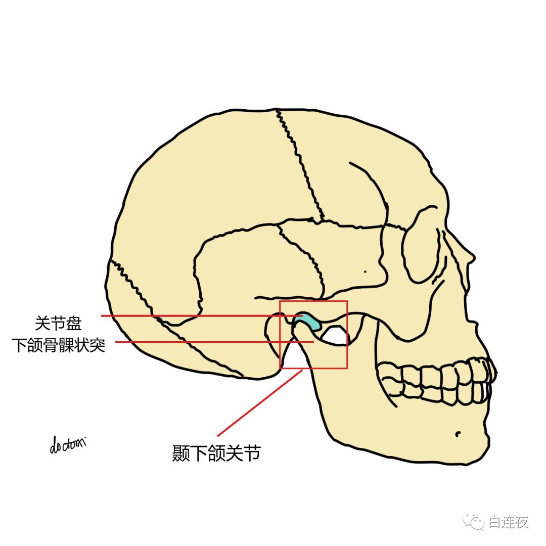口腔灯为什么无影转载·科普｜为什么灯泡吞得进去，却拿不出来？_https://www.jmylbn.com_新闻资讯_第5张
