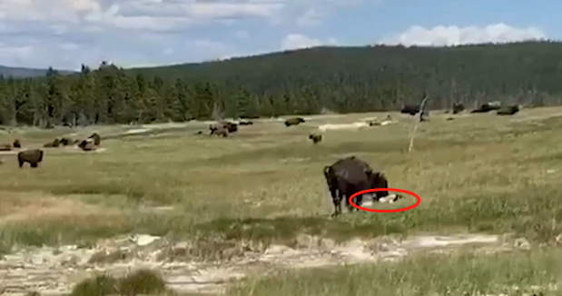 恐怖视频！女游客国家公园遭野牛袭击，逃命时摔倒临时装死，下一秒惊呆众人（视频/组图） - 3