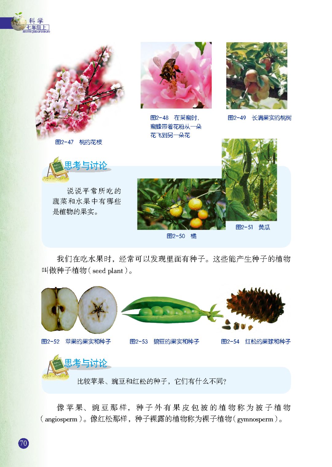 种子植物 Page70 浙教版七年级科学上册电子课本 教材 教科书 好多电子课本网