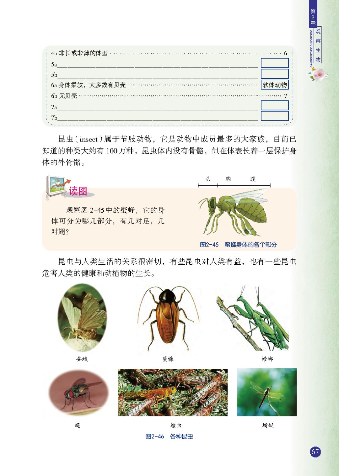 常见的无脊椎动物 Page67 浙教版七年级科学上册电子课本 教材 教科书 好多电子课本网