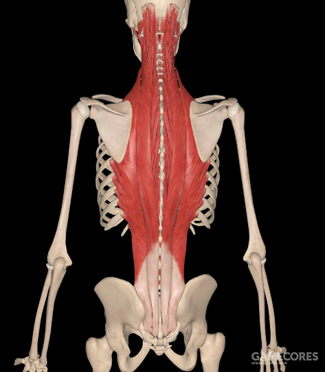 竖脊肌( 骶棘肌 )主要作用:髋关节伸及外旋(大腿向后伸,踢毽子和跷