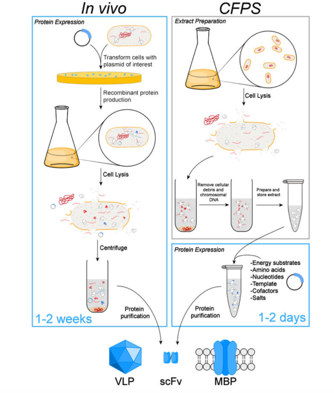 生命科學的“w能鑰匙”—CFPS