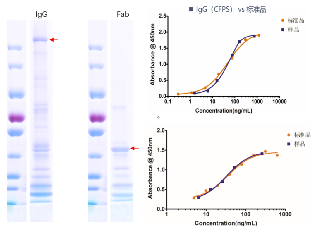 抗体快速发现—基于CFPS的高通量抗体筛选方案