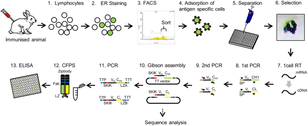 抗体快速发现—基于CFPS的高通量抗体筛选方案