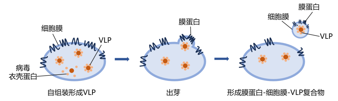 膜蛋白表達(dá)“哪家