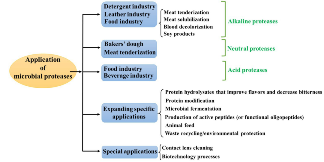 酶制剂“黑科技