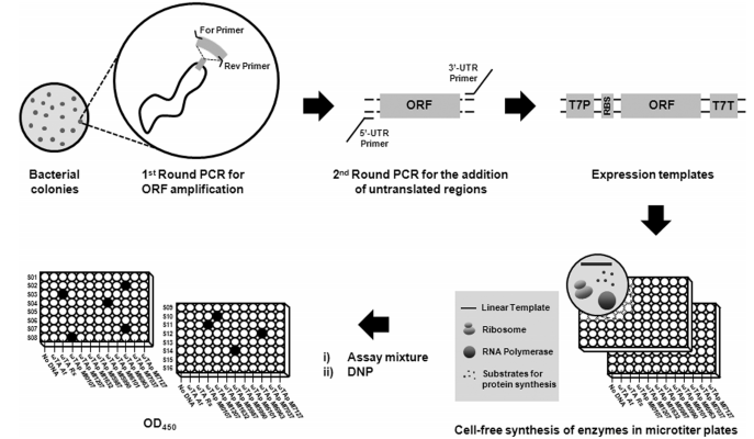 酶制剂“黑科技