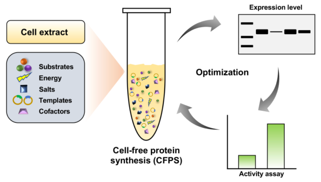 酶制剂“黑科技