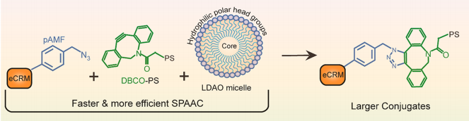 “無細(xì)胞蛋白表達(dá)