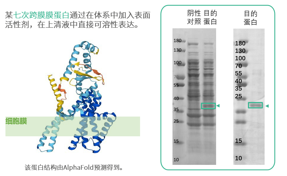 無細胞蛋白表達：讓膜蛋白表達不再困難