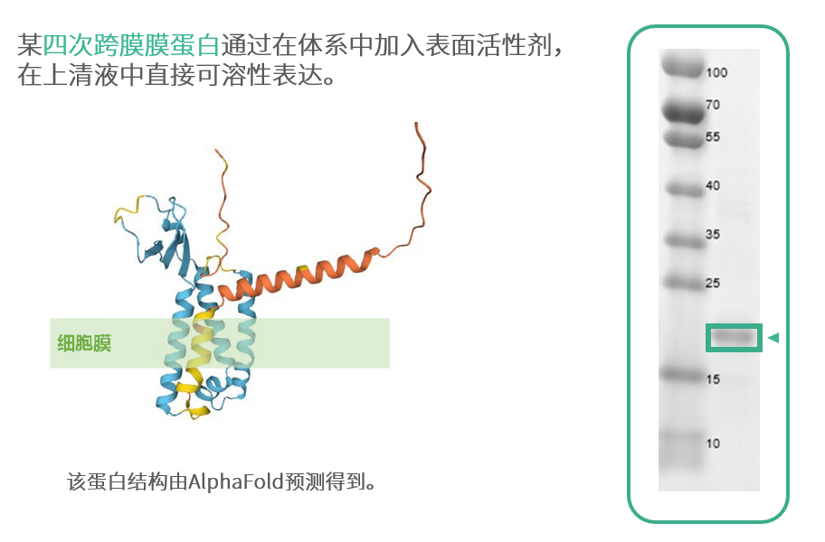 無細胞蛋白表達：讓膜蛋白表達不再困難