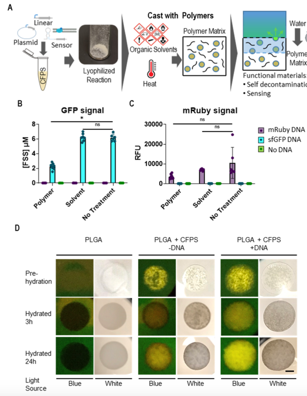 神奇！無(wú)細(xì)胞蛋白合成如何在塑料中喚醒生物功能？