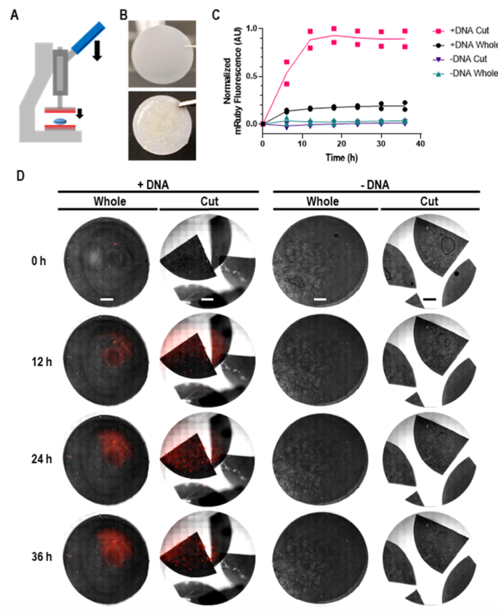 神奇！無(wú)細(xì)胞蛋白合成如何在塑料中喚醒生物功能？