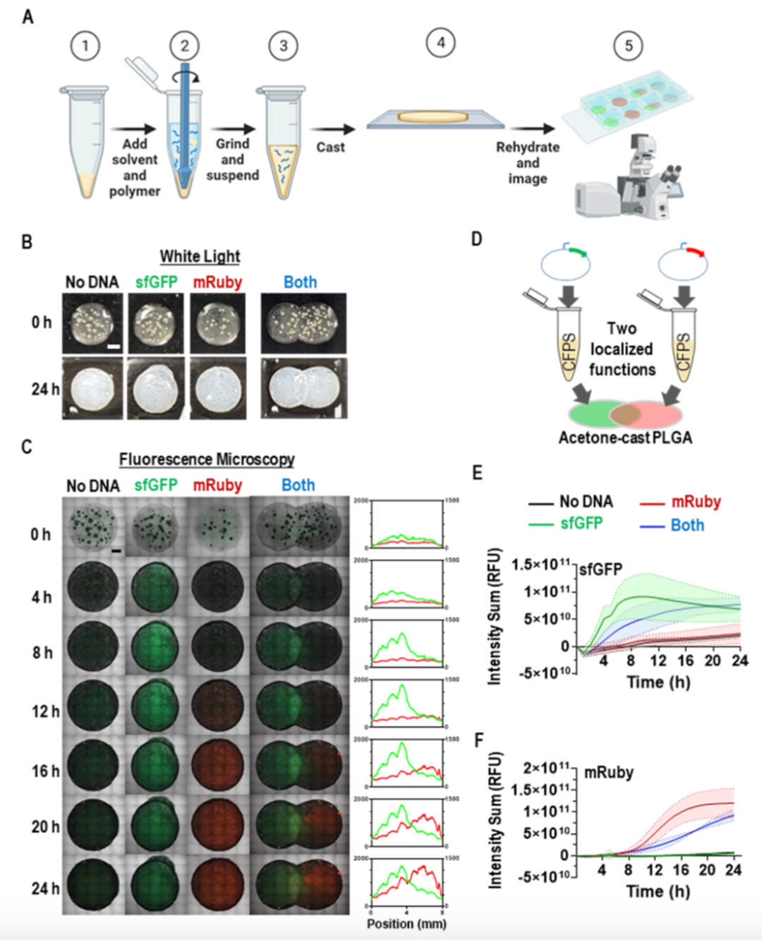 神奇！無(wú)細(xì)胞蛋白合成如何在塑料中喚醒生物功能？