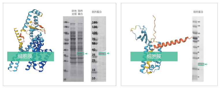 重磅！珀羅汀生物推出商業(yè)化高通量全長膜蛋白表達(dá)自動化解決方案