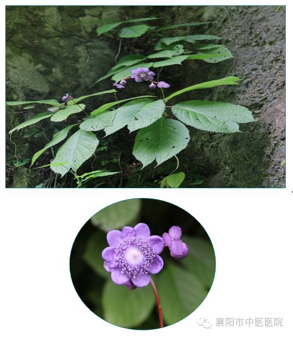 叉叶蓝又名银梅草,稀有种,绣球花科多年生草本,中国